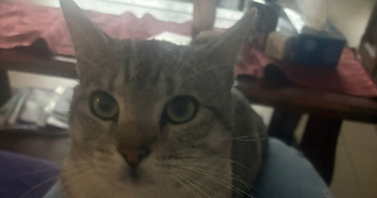marina pet sitter à WOLUWE 1150_4