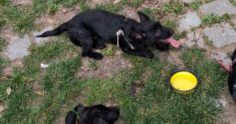 dounia pet sitter à PARIS 20 75020_2