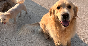 kelly pet sitter à LAIZE 71870_5
