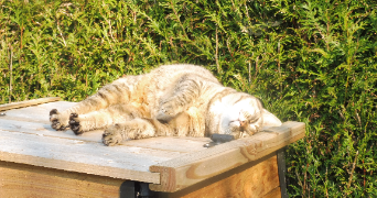 arielle pet sitter à ST PIERRE EN AUGE 14170_2