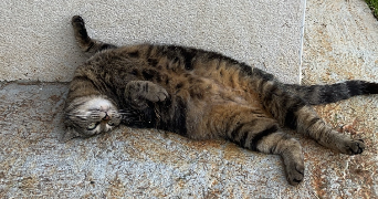 emeline pet sitter à ANGERS 49100_2