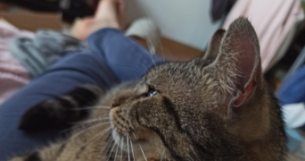 lisa pet sitter à MARSEILLE 04 13004_1