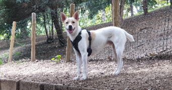 jérômine pet sitter à VANVES 92170_3