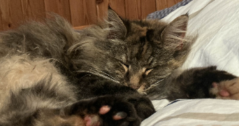 alyssa pet sitter à Boulogne-Billancourt 92100_0