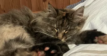 alyssa pet sitter à Boulogne-Billancourt 92100