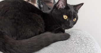 tiphaine pet sitter à HERBIGNAC 44410_0