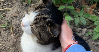 louison pet sitter à FONTAINEBLEAU 77300_2
