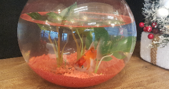 marie theresia pet sitter à STRASBOURG 67000_4