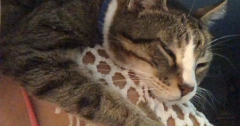 jeanne pet sitter à RENNES 35000_3