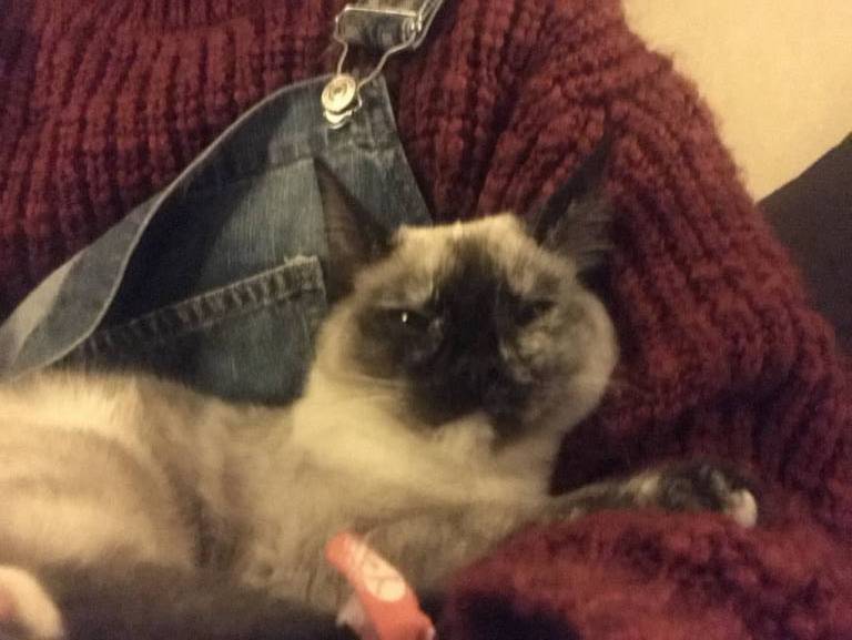 paloma pet sitter à Bordeaux 33300_1