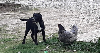 albane dog sitter à AIX EN PROVENCE 13090_1