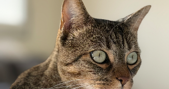 pauline pet sitter à ST PRIEST 69800_1