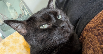 allison cat sitter à DRAGUIGNAN 83300_4