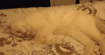 lea pet sitter à sarcey 69490_6