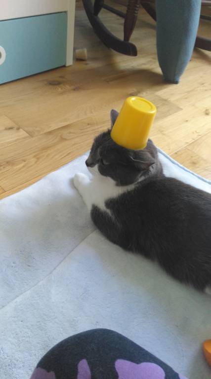 alexandra pet sitter à Méry-sur-Oise 95540_1