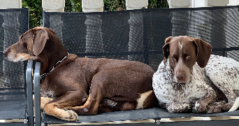 macil pet sitter à Bagneux 92220_1