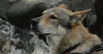 morgane pet sitter à ST LAMBERT 14570_0