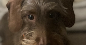cyril pet sitter à ST HERBLAIN 44800_10