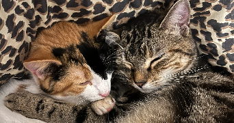 solène pet sitter à UZEMAIN 88220_2