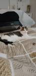 carolane pet sitter à BREM SUR MER 85470_0