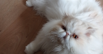sophie pet sitter à LE PORGE 33680_0