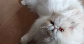 sophie pet sitter à LE PORGE 33680
