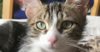 audrey pet sitter à CERGY 95800_2