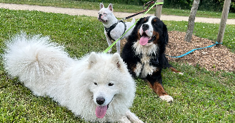 lomane pet sitter à CAMORS 56330_10