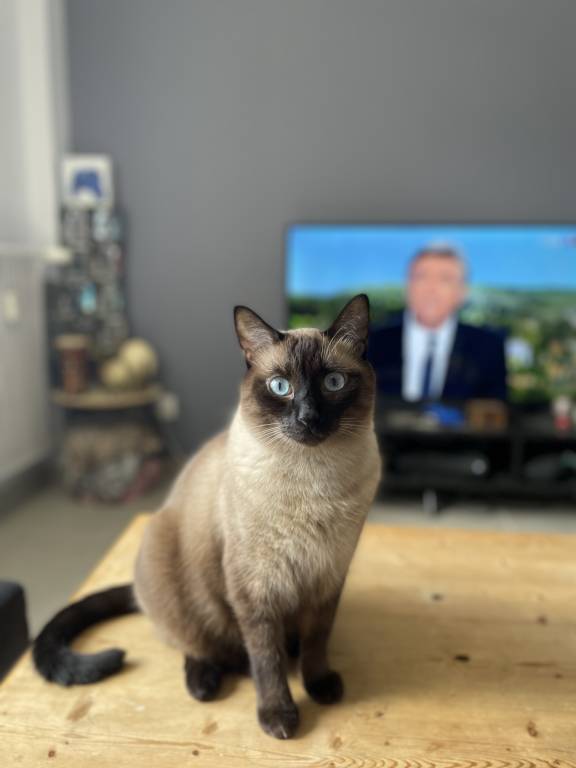 adeline pet sitter à Montelier 26120_2