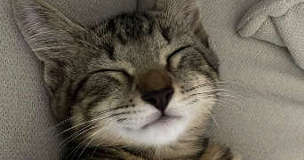 yasmina pet sitter à BAILLARGUES 34670_1