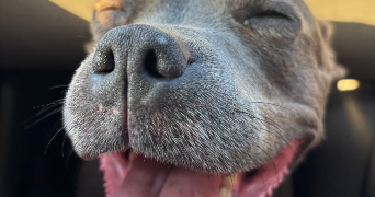 jenifer pet sitter à TOULON 83000_1