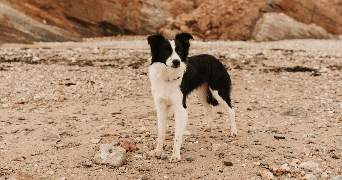 liz pet sitter à SIXT SUR AFF 35550_0