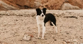 liz pet sitter à SIXT SUR AFF 35550