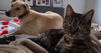 clara pet sitter à LE MANS 72000_7