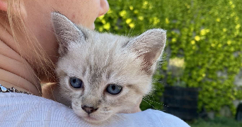 audrey pet sitter à BAGNOLES 11600_1