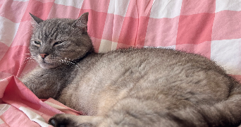 salomé pet sitter à ST MARS LA BRIERE 72470_8