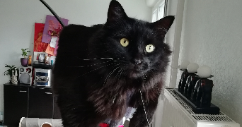léonor pet sitter à VILLEFRANCHE SUR SAONE 69400_3
