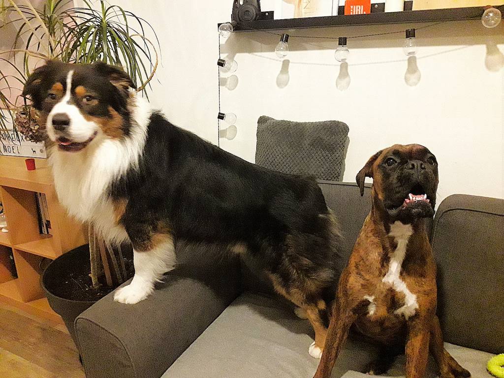 Charline pet sitter à La Roche-sur-Yon 85000_2