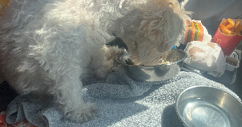 mae pet sitter à GRENOBLE 38000_0
