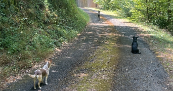 axelle pet sitter à Axat 11140_9