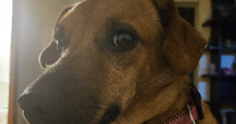 camille pet sitter à LACOURT ST PIERRE 82290_2