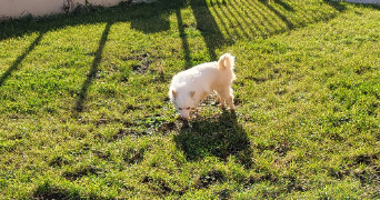 cassandra pet sitter à BAZICOURT 60700_7