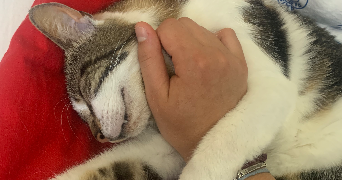 clarence pet sitter à LYON 03 69003_1