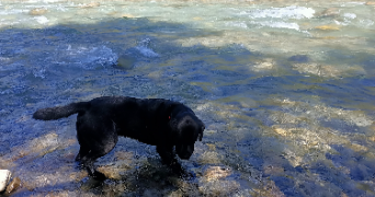 céline dog sitter à VEYNES 05400_1