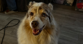 emma pet sitter à SUCY EN BRIE 94370_2