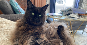 Lucia pet sitter à NICE 06200_6