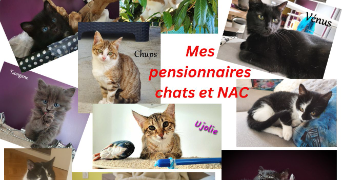 anne-hélène pet sitter à PESEUX 39120_7