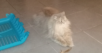 aurelie pet sitter à MONTPELLIER 34000_10