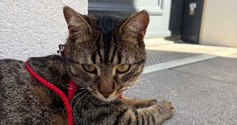 carla pet sitter à ST CYR L ECOLE 78210_1