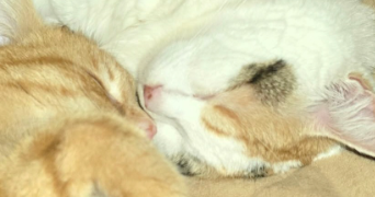 julie pet sitter à PONTFAVERGER MORONVILLIERS 51490_0